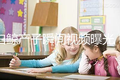 白鯨產子瞬間視頻曝光！第一次知道白鯨是這樣生產的