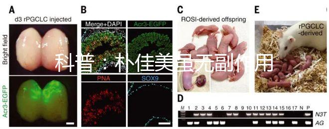 科普:樸佳美雖無(wú)副作用,但也不能和同類型藥品同吃