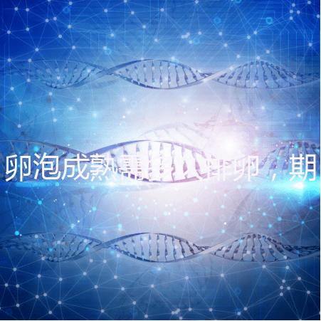 卵泡成熟需多久排卵，期間如何護(hù)理可提高受孕率