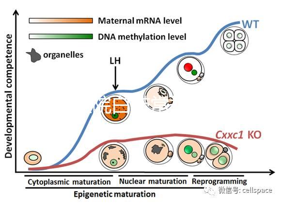 華西醫院白帶常規費用真心貴，事后不憑醫保報銷虧大發