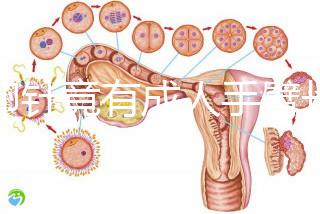 取卵針竟有成人手臂長短!沒那么夸張,6種型號規(guī)格不同