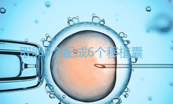 取卵9個配成6個移植囊胚成功率不高？專家：做三代試管夠了