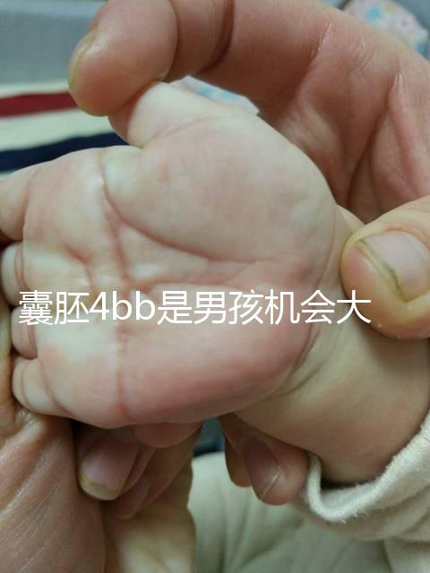 囊胚4bb是男孩機(jī)會(huì)大嗎？生男生女概率都只有50%