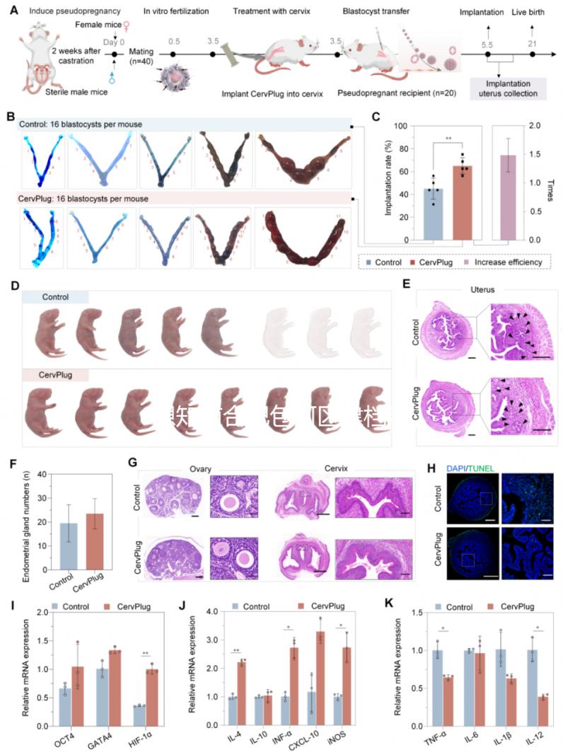 想知道合肥包河區(qū)建檔流程戳進來，一文說清要不要結(jié)婚證