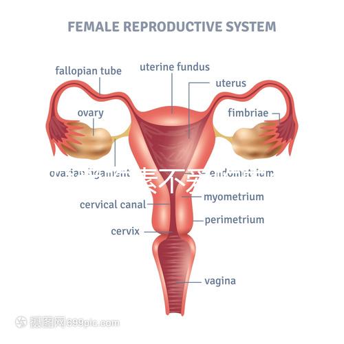懷孕愛吃素不愛吃肉多半是女兒？幾率究竟多大進(jìn)來一看便知