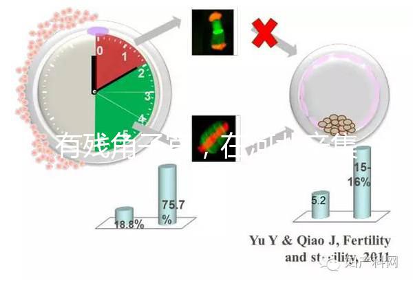 有殘角子宮，在河北辛集當地能做試管嬰兒嗎？