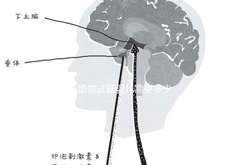 未婚做試管嬰兒需要多少錢？公立醫院費用大概在3-12萬