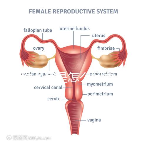 幼稚子宮是怎么回事,2點后果嚴重到無法接受