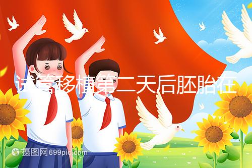 試管移植第二天后胚胎在干嘛!子宮內游走居無定所