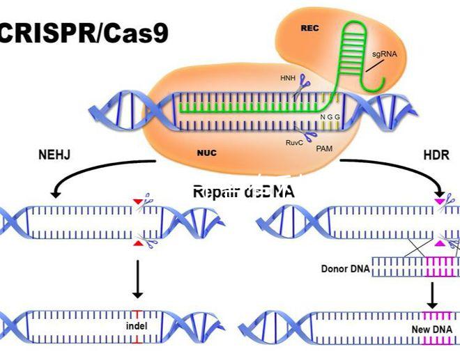 45歲生孩子各有利弊，對比優缺點就知道好不好！