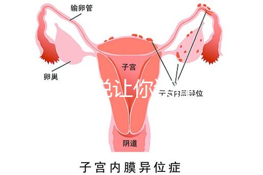 1分鐘解說讓你讀懂，排卵試紙白板一根線等各個反應